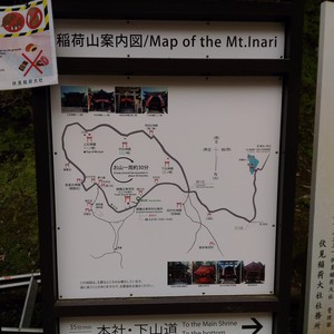 化かし合い? 化かし合い?