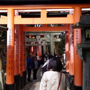 化かし合い? 化かし合い?