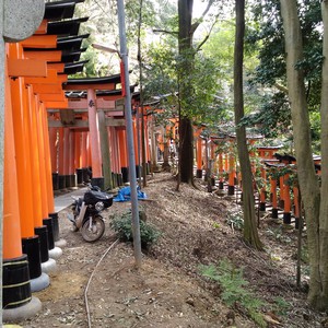 化かし合い? 化かし合い?
