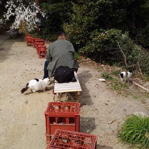 化かし合い? 化かし合い?