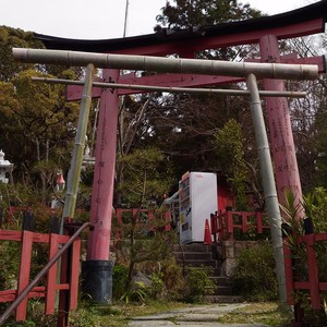 化かし合い? 化かし合い?