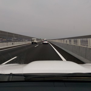 化かし合い? 化かし合い?
