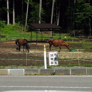 シュワシュワ シュワシュワ