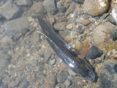 猛暑のシラハエ釣り・ゴツゴツしたオスの追星を撮る