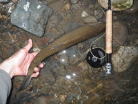 今シーズンの初物は45cmの虹でした