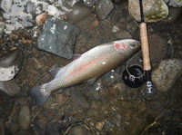 今シーズンの初物は45cmの虹でした