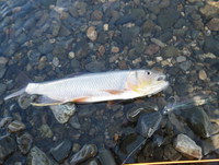 本気を出しても釣れないハス釣り
