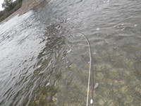 今シーズンの初物は45cmの虹でした