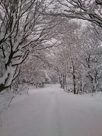 Walk in the snowforest．
