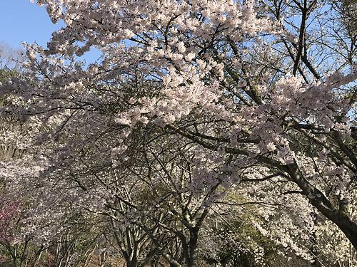 曇り雨アラレ雪晴天そして桜