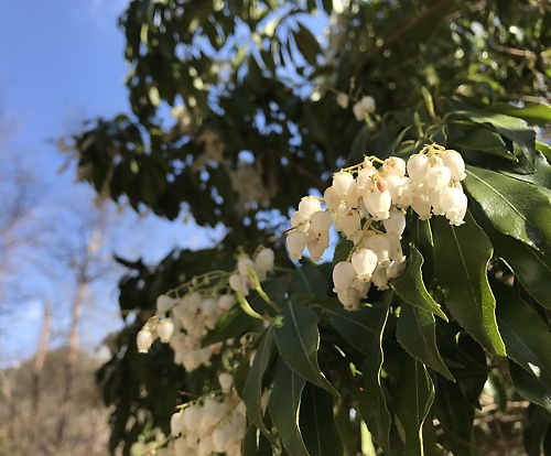 曇り雨アラレ雪晴天そして桜