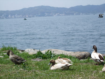 琵琶湖岸 散歩Ⅲ