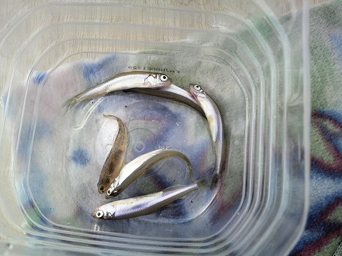 ☆~わかさぎ釣り~☆!!