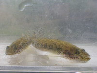 水槽の魚を求めてガサガサ