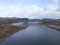 根尾川・初釣り・3匹でした・寒