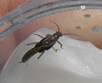 採取したクロカワゲラその後