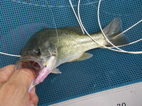大きいのは?夏のバス釣り