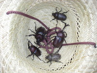 カブトムシの生る木