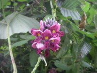 葛の花・今年は当たり年?