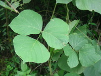 葛の花・今年は当たり年?
