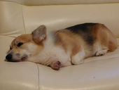 本日のお犬様