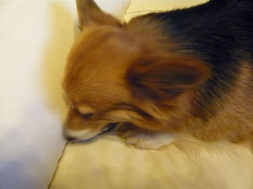 激しいですが、お遊びです