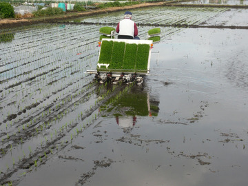 田植え