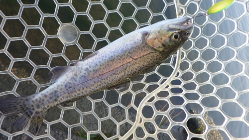 「北方ます釣り場」を攻略せよ part3 その1 「北方ます釣り場」を攻略せよ part3 その1
