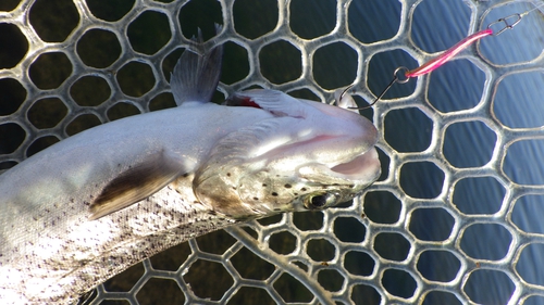 「北方ます釣り場」を攻略せよ part3 その1 「北方ます釣り場」を攻略せよ part3 その1