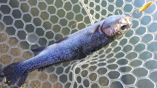 「北方ます釣り場」年末釣り納め&1年ありがとうございました その1 「北方ます釣り場」年末釣り納め&1年ありがとうございました その1