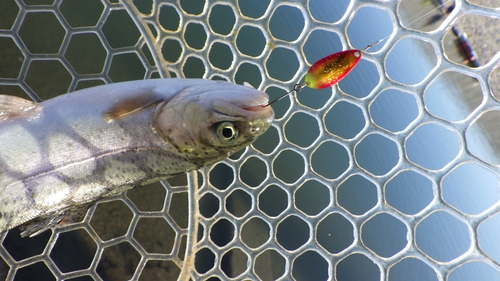 「北方ます釣り場」年末釣り納め&1年ありがとうございました その1 「北方ます釣り場」年末釣り納め&1年ありがとうございました その1