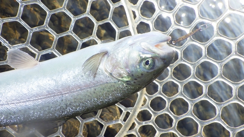 「北方ます釣り場」新春3日目釣行 最終話 「北方ます釣り場」新春3日目釣行 最終話