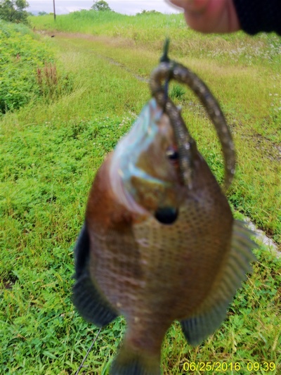 琵琶湖オカッパリ:甘くはないわな 琵琶湖オカッパリ:甘くはないわな