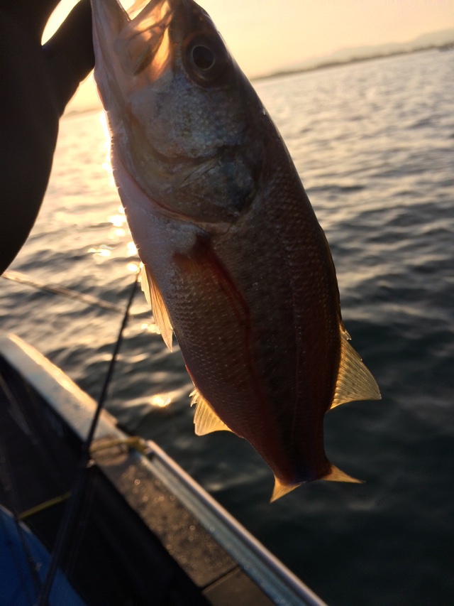 琵琶湖南湖:デカイ船はいい(笑) 琵琶湖南湖:デカイ船はいい(笑)