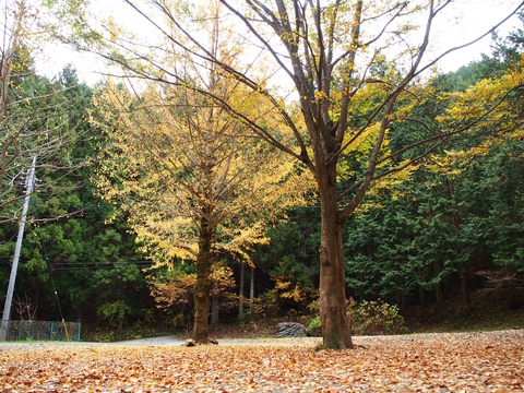 秋の神奈川会〜椿荘AC〜11/18・19〜 秋の神奈川会〜椿荘AC〜11/18・19〜