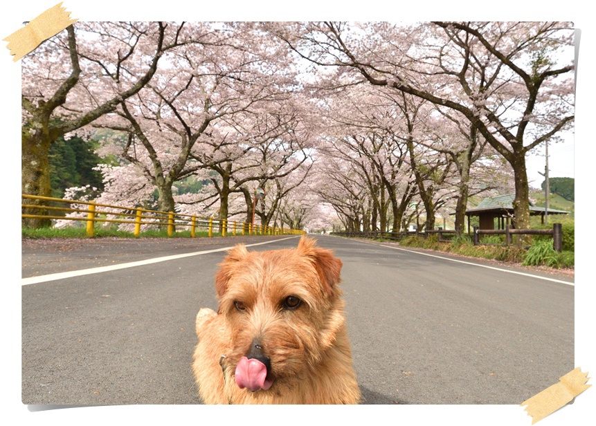 家山の桜→ドックラン