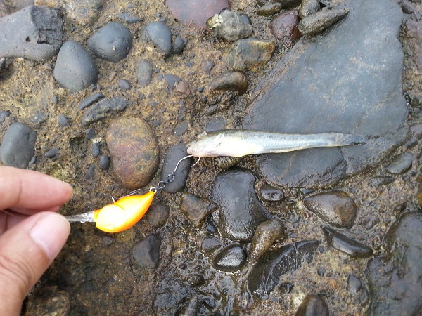 ハゼクラ in 浜名湖 ハゼクラ in 浜名湖