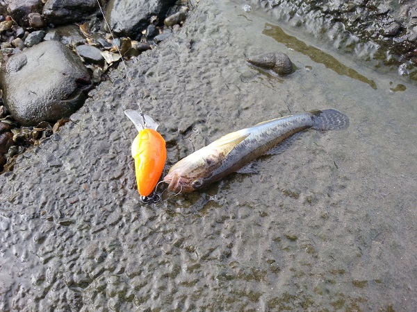 ハゼクラ in 浜名湖 ハゼクラ in 浜名湖