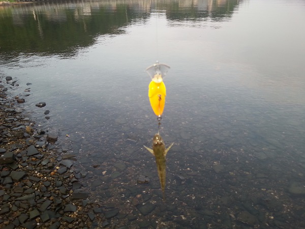 ハゼクラ in 浜名湖 ハゼクラ in 浜名湖