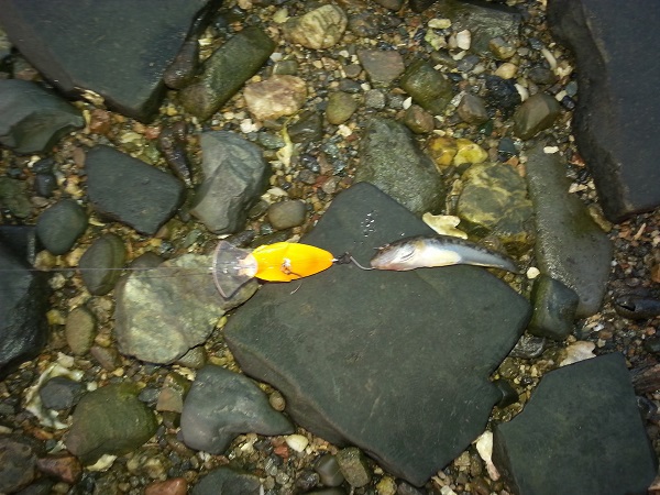 ハゼクラ in 浜名湖 ハゼクラ in 浜名湖