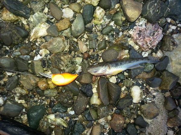 ハゼクラ in 浜名湖 ハゼクラ in 浜名湖