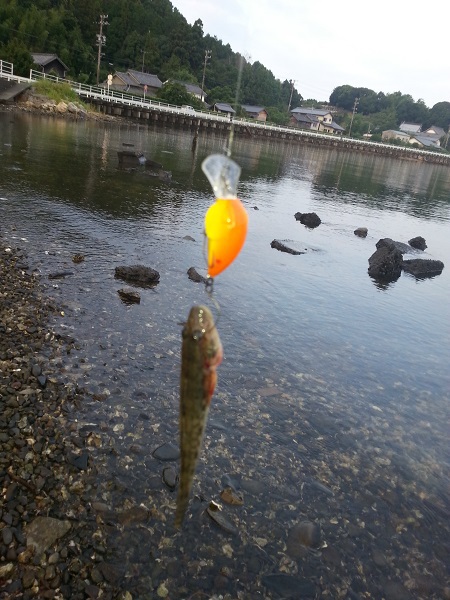 ハゼクラ in 浜名湖 ハゼクラ in 浜名湖