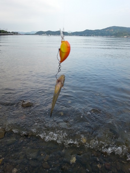 ハゼクラ in 浜名湖 ハゼクラ in 浜名湖