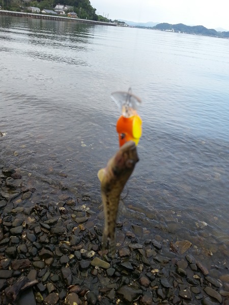 ハゼクラ in 浜名湖 ハゼクラ in 浜名湖