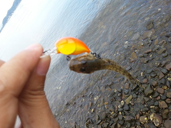 ハゼクラ in 浜名湖 ハゼクラ in 浜名湖