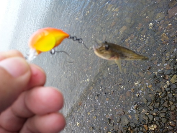 ハゼクラ in 浜名湖 ハゼクラ in 浜名湖