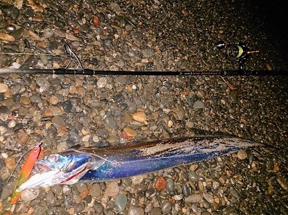 太刀魚、サイズがいい! 太刀魚、サイズがいい!