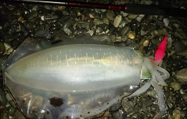 またもやデカイのを・・・ またもやデカイのを・・・