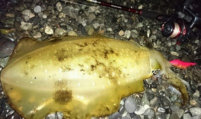 またもやデカイのを・・・ またもやデカイのを・・・