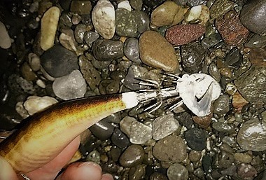 またもやデカイのを・・・ またもやデカイのを・・・